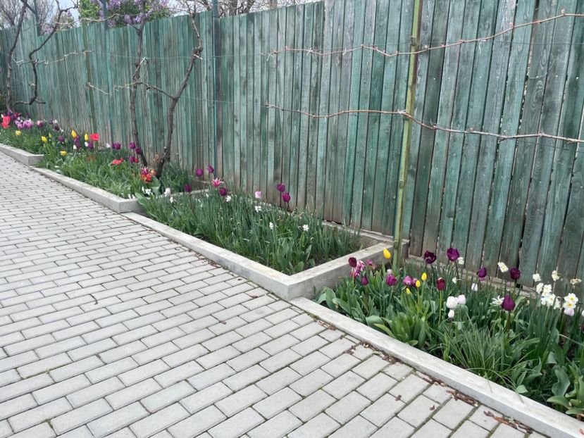 5BF20CE3-E120-4DAB-8FF3-C48882029485 - 01 Primăvara 2023