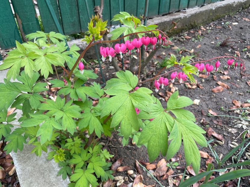 0FA5711E-5B57-426C-882A-B5A02B0C8B4F - 01 Primăvara 2023