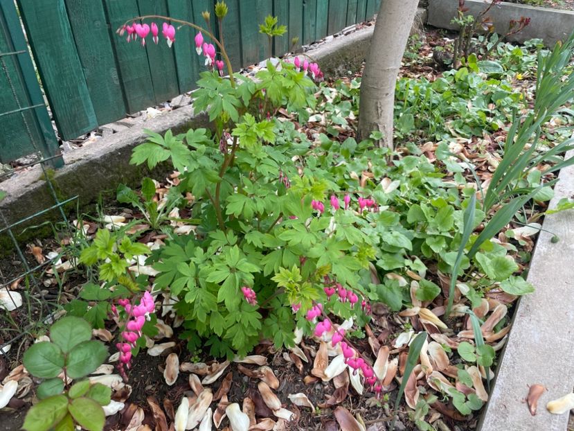 3BE870BB-9586-4DDC-86F3-2BA7053D2F5D - 01 Primăvara 2023