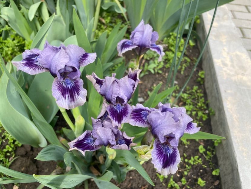 2DF44B17-F162-431D-A4B7-FDE379CEF893 - 01 Primăvara 2023