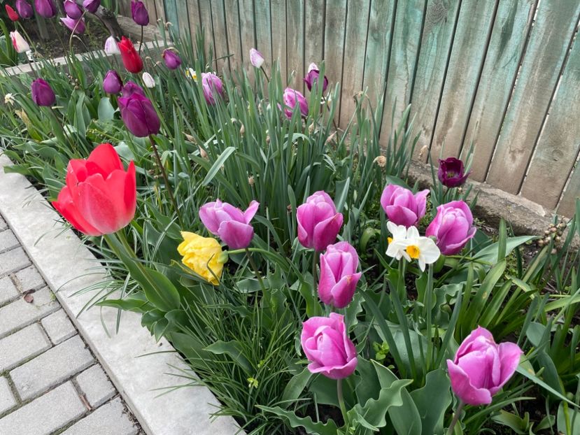 2A84ACB2-809E-4B19-9CCF-034B010860B8 - 01 Primăvara 2023