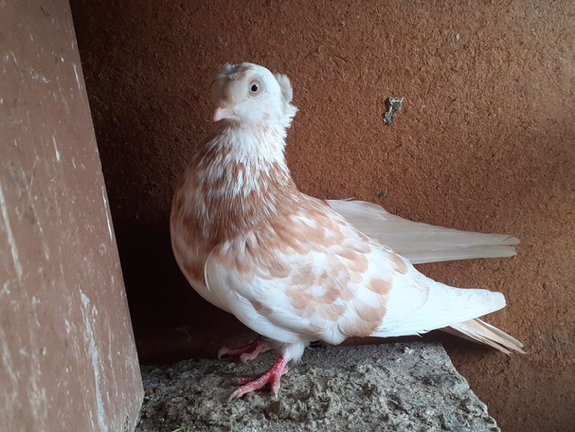  - 8-Jucatorii de Ardeal vechi