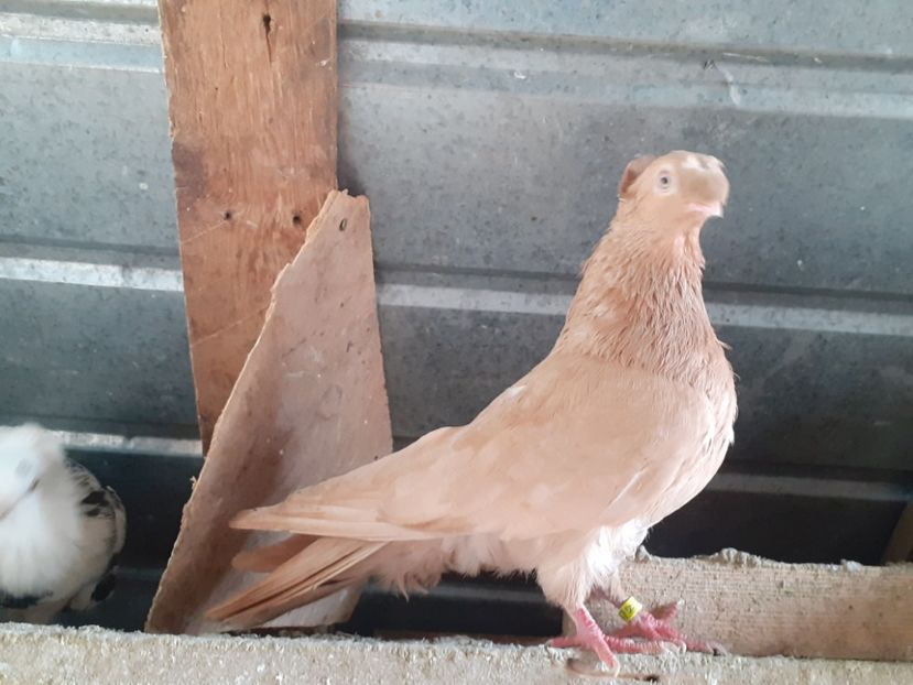  - 8-Jucatorii de Ardeal vechi