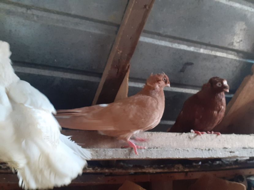  - 8-Jucatorii de Ardeal vechi