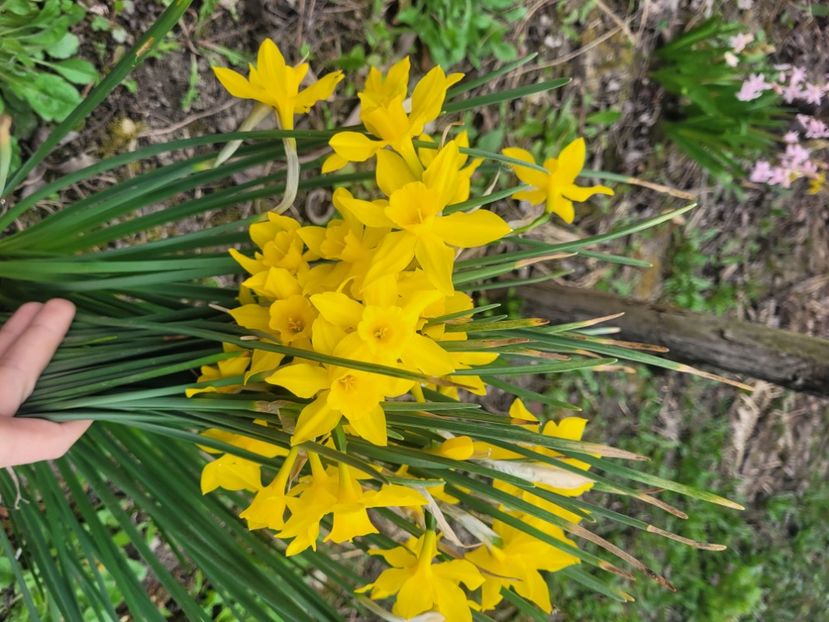  - Flori gradina 2023