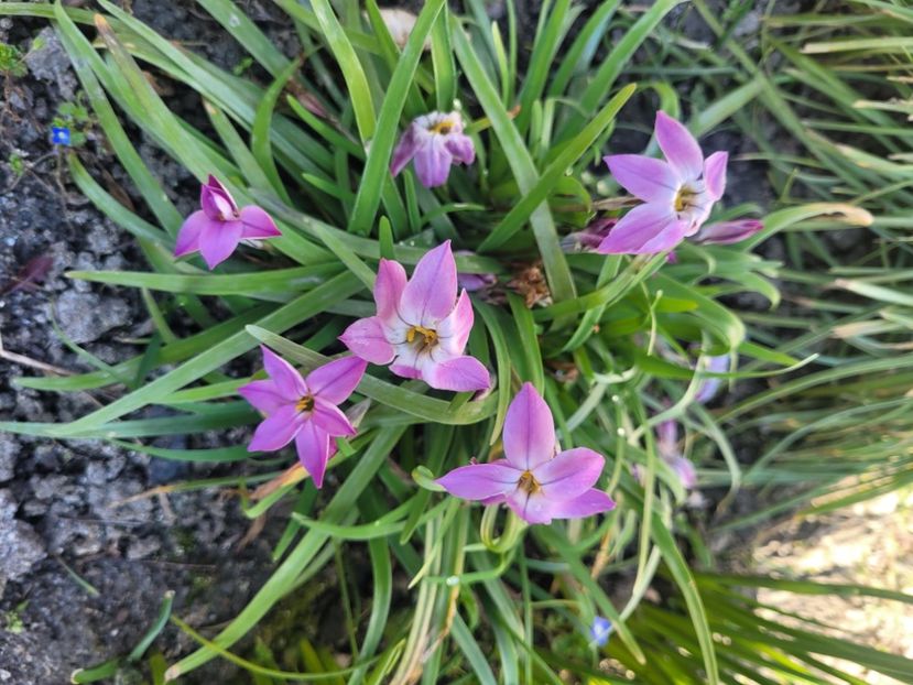  - Flori gradina 2023