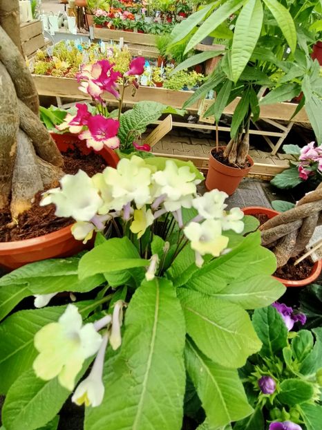 Img.2023.04.21 - Provizoriu- Frumuseți