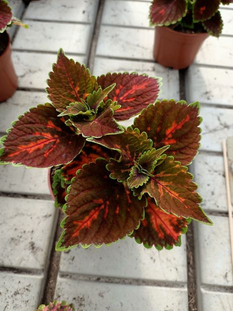 Img.2023.04.21 - Magazinul 2