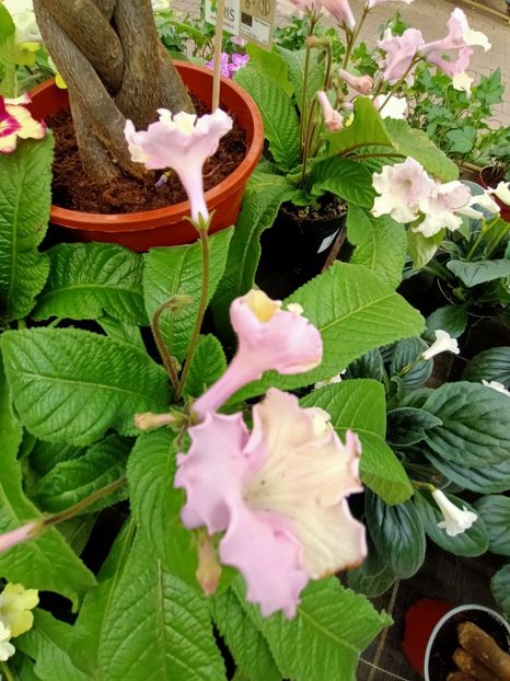 Img.2023.04.21 - Magazinul 2