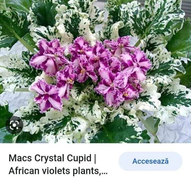 Poza net - Mac s Crystal Cupid -chimera