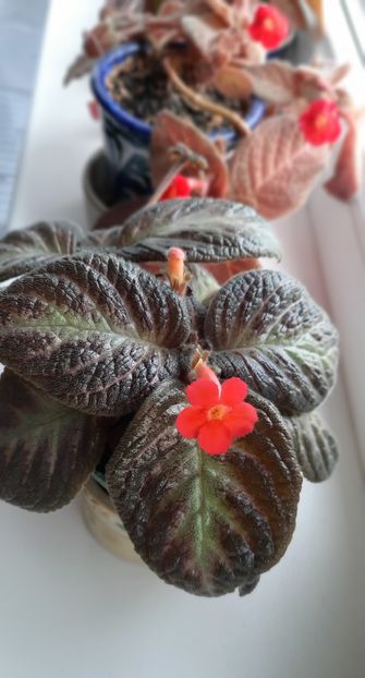  - Episcia 2023