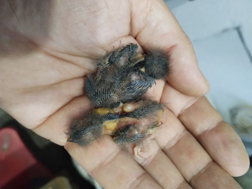  - Pui hibrid scatiu european 2023