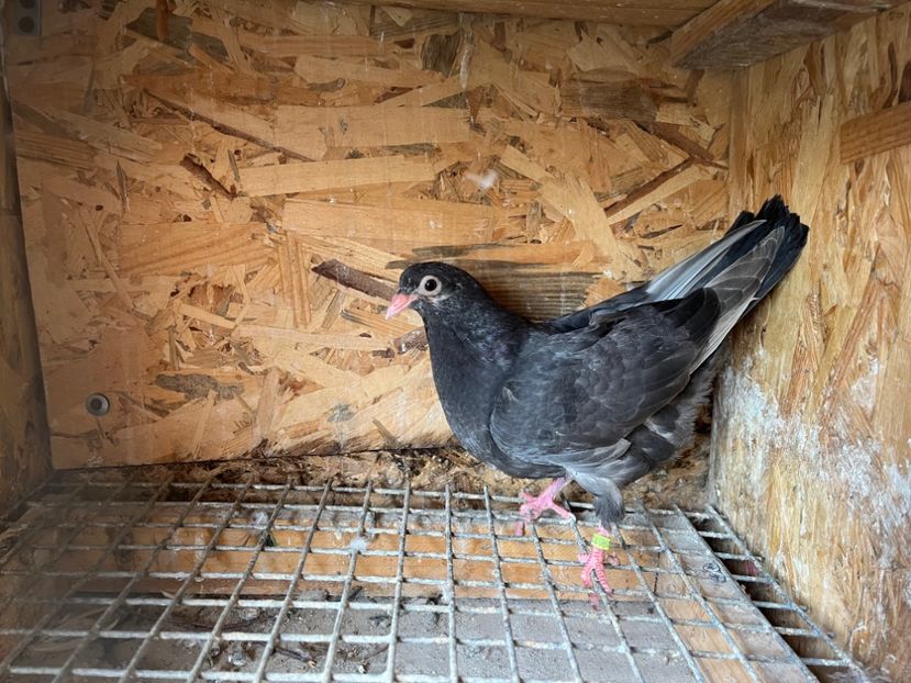 2982/23 - 6-lot zbor 2023