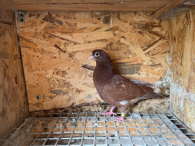 2984/23 - 6-lot zbor 2023