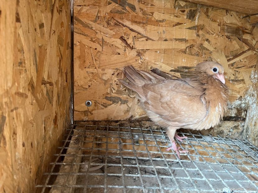 2987/23 - 6-lot zbor 2023