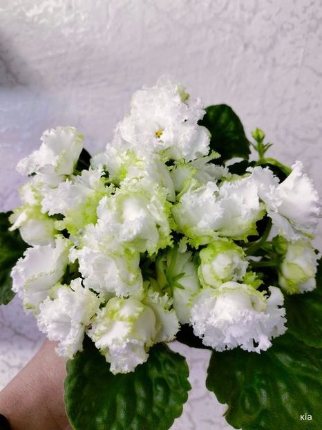 ЛЕ-Ренессанс - DORINTE