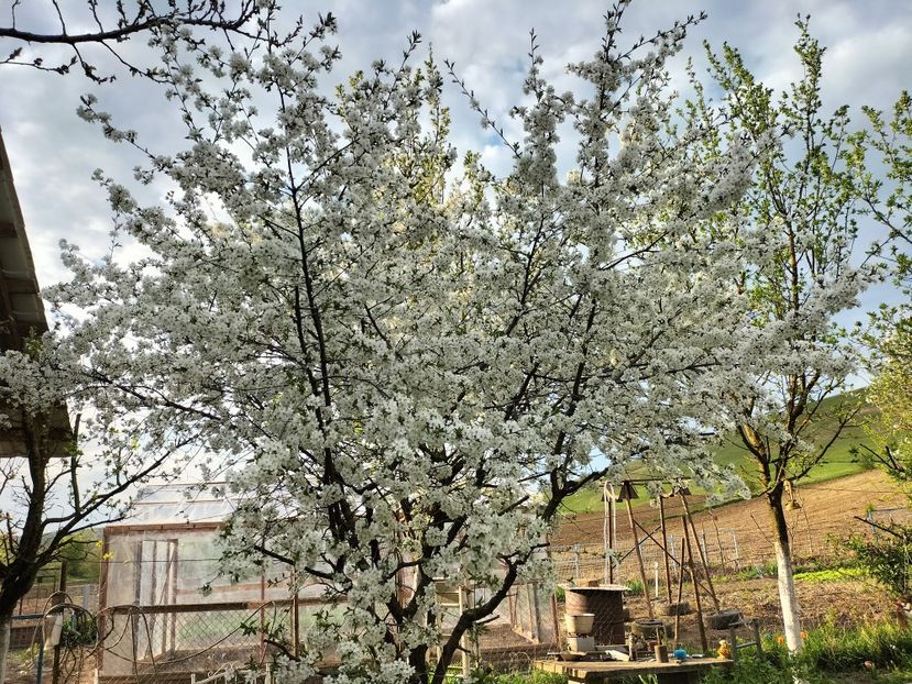 IMG20230421182706 - Primăvara 2023