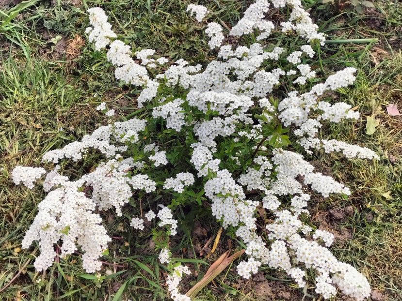 IMG20230421182037 - Primăvara 2023