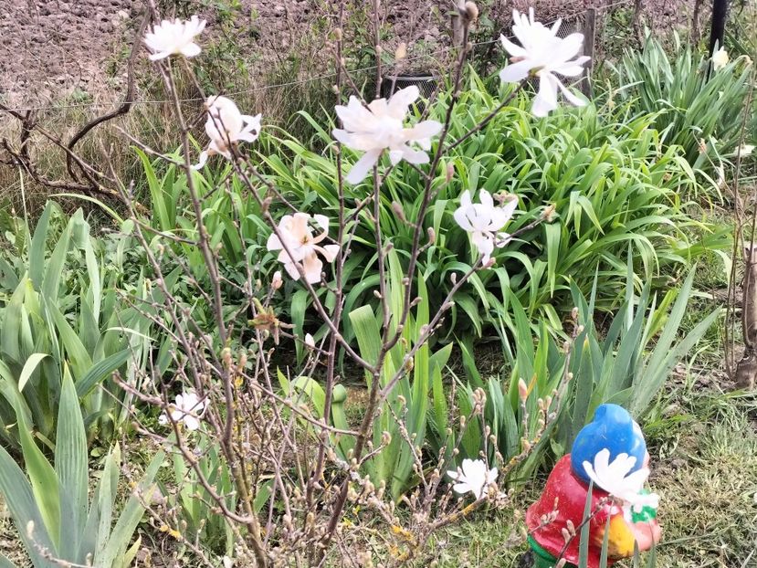 magnolia stellata rosea - Primăvara 2023