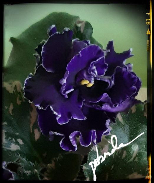 Apache Magic - AA violete africane de colectie