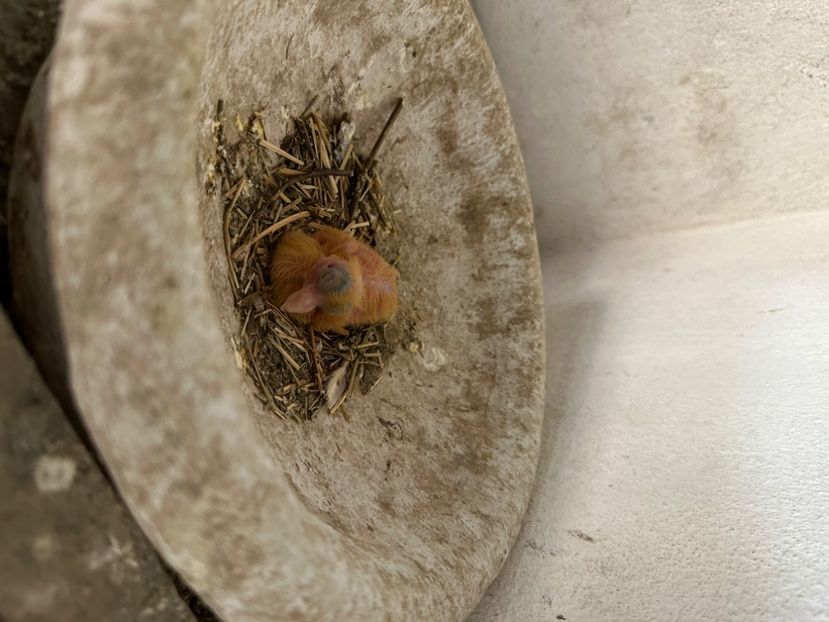 CB095CB3-F571-4183-B219-18BB5065292D - Jucatori de Galați