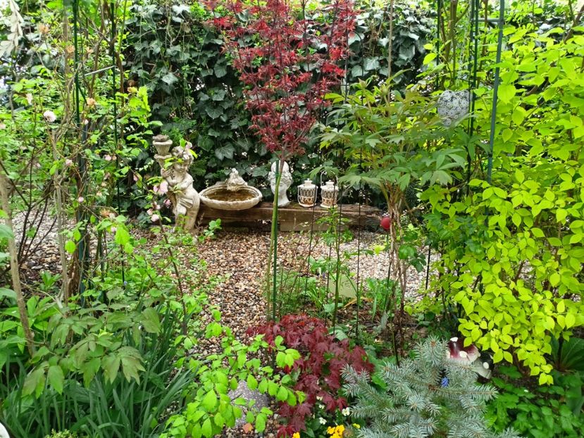 Shaina și Atropurpureum - Arțari