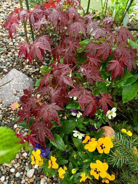 Atropurpureum - Arțari