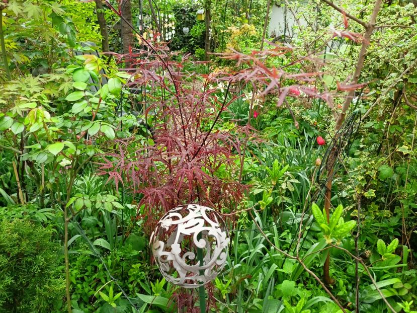 Hubbs Red Willow - Arțari