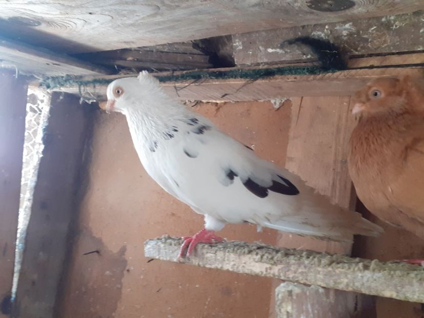  - 5-Jucatori de Amara