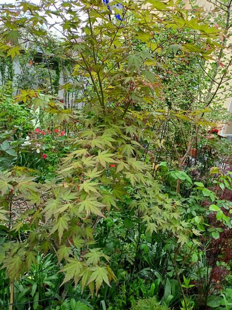 Asahi-Zuru - Arțari