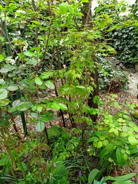 Taiyo-Nishiki - Arțari