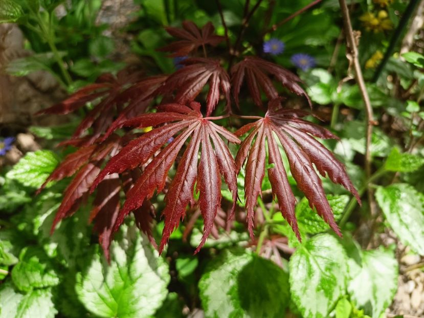 Trompenburg - Arțari