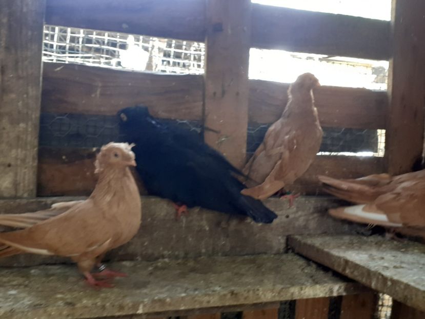  - 8-Jucatorii de Ardeal vechi