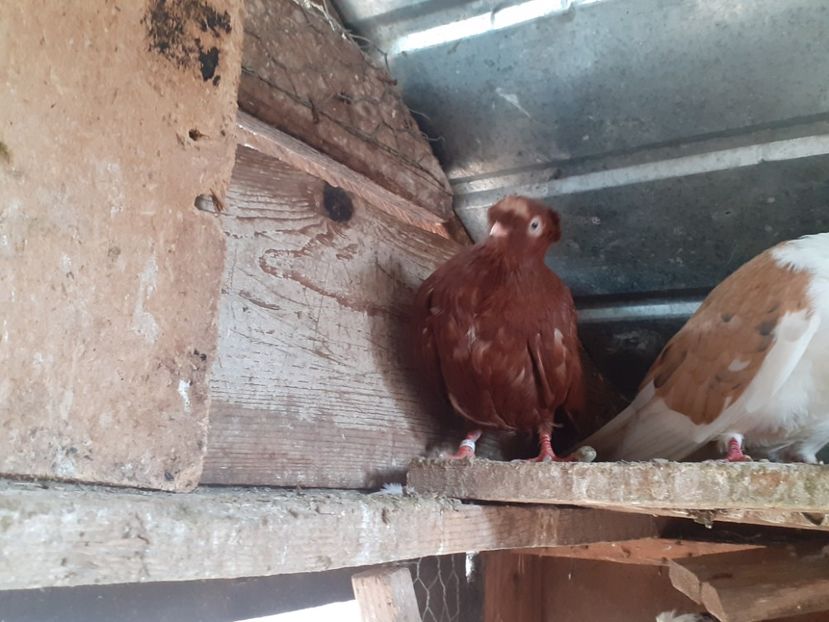  - 8-Jucatorii de Ardeal vechi