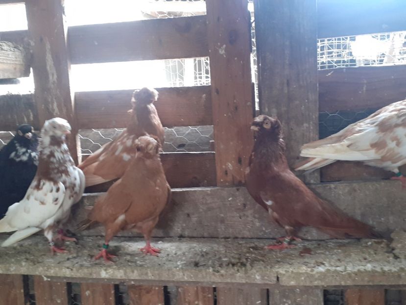  - 8-Jucatorii de Ardeal vechi