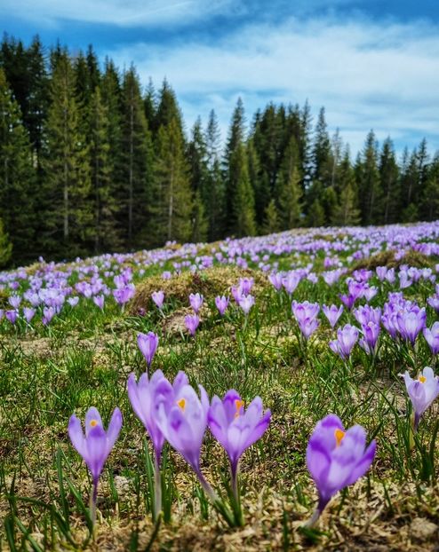  - 25 Valea Cocorei - mai 2022