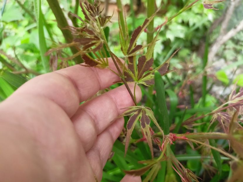 Manyo No Sato - Arțari