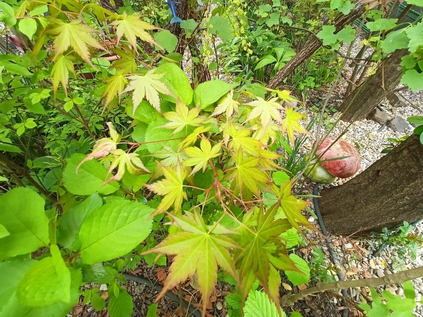 Oridono-Nishiki ? - Arțari