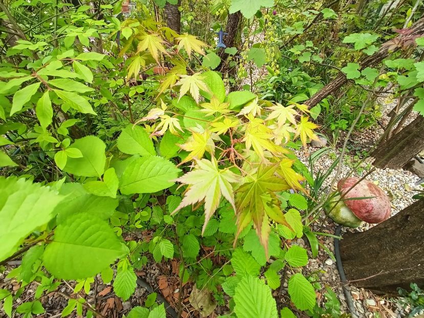 trebuia să fie Shirazz - Arțari