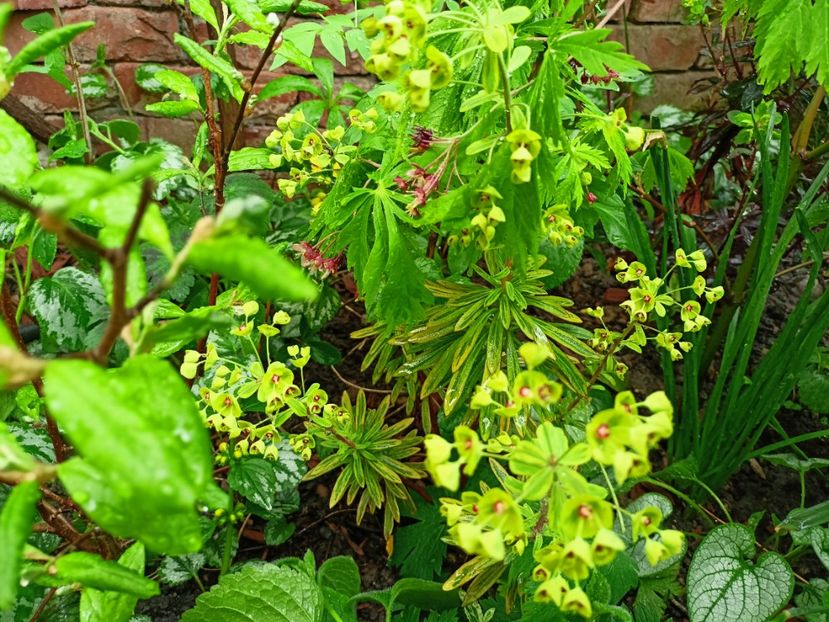 Euphorbia "Ascot Rainbow" - Grădina 2023 continuare 1