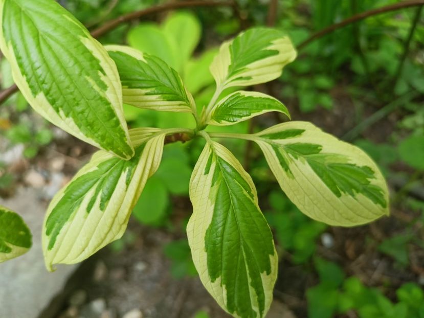 Cornus controversa variegata - Grădina 2023 continuare 1