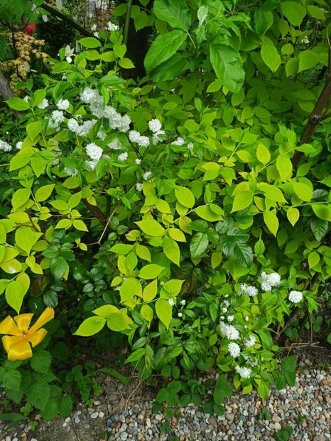 Prunus glandulosa Alba plena - Grădina 2023 continuare 1