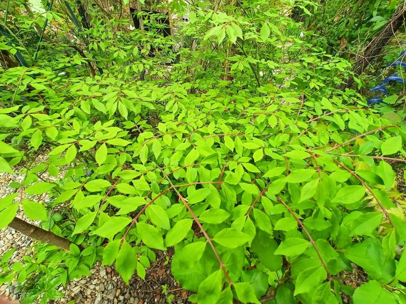 Eonymus alatus Compactus - Grădina 2023 continuare 1