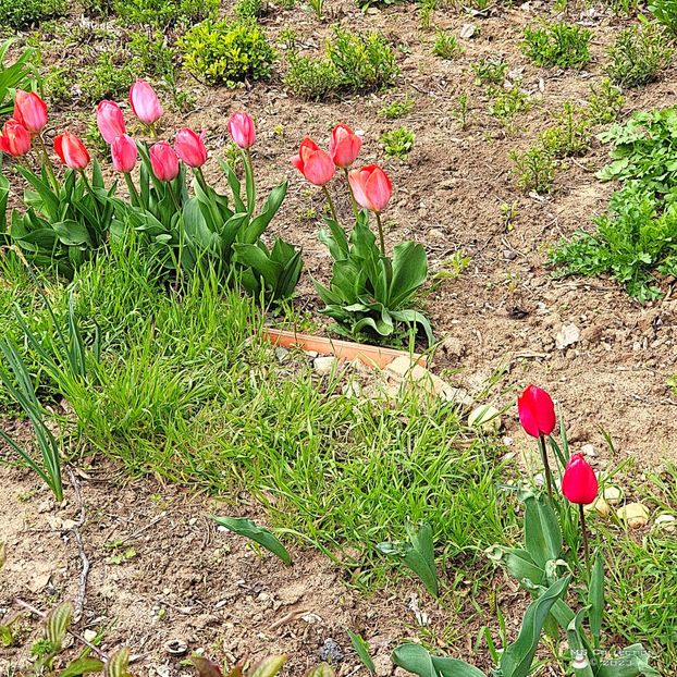 w-23-Tulips-111952 - FLORI - FLOWERS