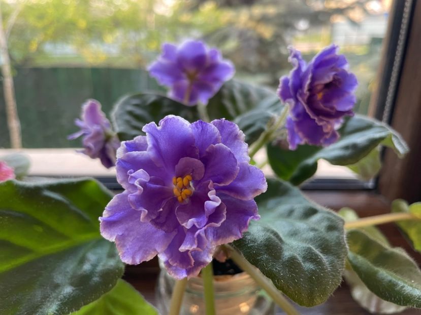 9AF313A9-3F47-4CEF-8B9C-521EC111F8EE - 001 Violete 2023-2024