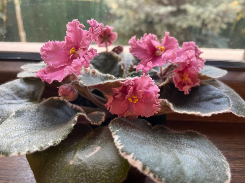 E8EDCFA9-DB98-4B5B-B59F-53F1C78961EE - 001 Violete 2023-2024