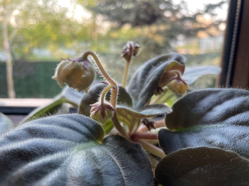 39DB0CD0-D1CB-4B80-BEB5-5704A855311B - 001 Violete 2023-2024