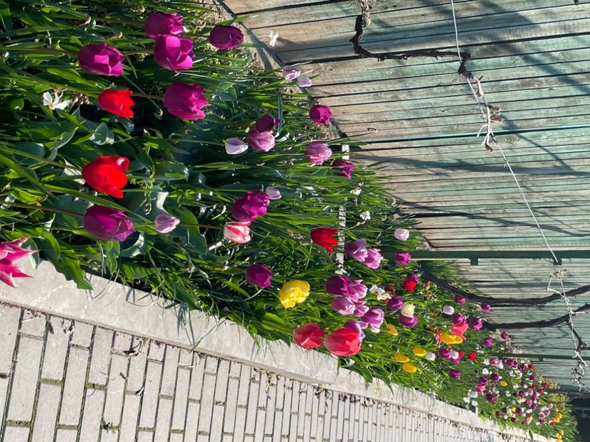 2A2F0659-567F-472B-B0A1-C7E1BF477176 - 01 Primăvara 2023