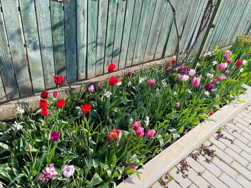 9E8E0DB0-DA1E-47E7-B000-F80A1D37A40F - 01 Primăvara 2023