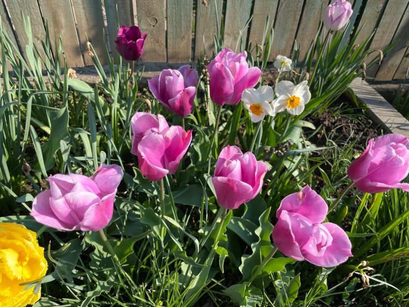 FBE81053-5C49-4E3A-BD90-31D5ADAAC240 - 01 Primăvara 2023